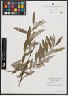Foto von Salix alba L.